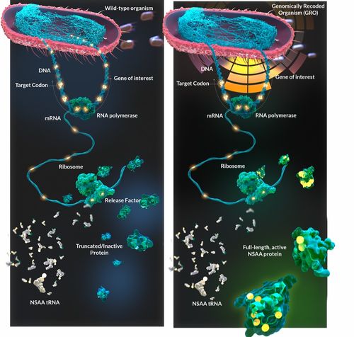喬治·丘奇實(shí)驗(yàn)室再啟新篇章 獲拜耳投資，以非天然氨基酸與工程化大腸桿菌重塑蛋白質(zhì)藥物研發(fā)未來(lái)